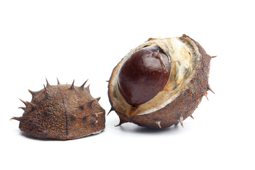conker noun 002 08183.jpg?version=6.0.jpg
