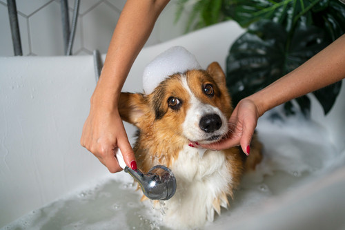 Canine Hydrotherapy.jpg