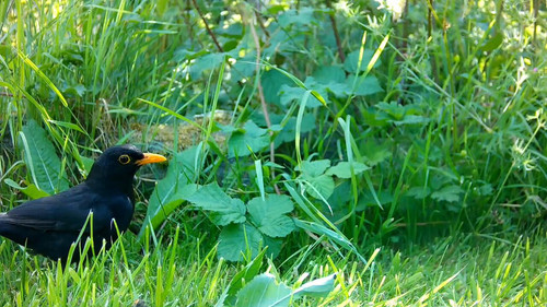 4lNzpJWJoz JSU1g.jpg