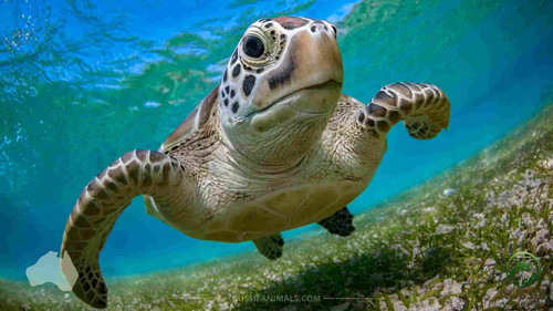 green sea turtle Chelonia mydas.jpg