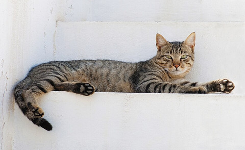 960px Cat August 2010 4.jpg