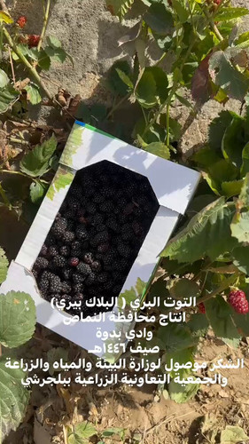 z1qnGh6DG5rxNVLp.jpg