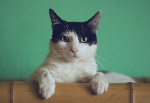 cat.jpg