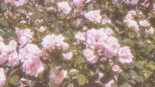 file 12032.jpg