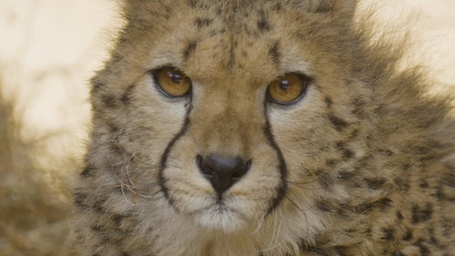 4JK8V BmOJlnjNlB.jpg