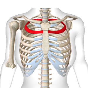 Thoracic.png
