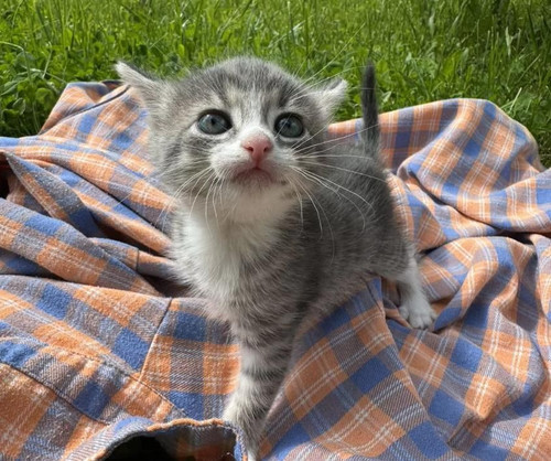 509358752 1267367144949024 1045540987052835764 n.jpg