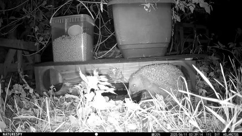 z8rKi1lZl9 hSlPJ.jpg