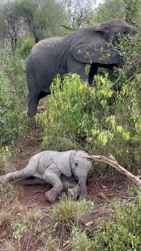 7qA0PWzmnv IlNEg.jpg