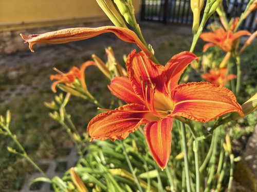 IMG 20250617 181136606 HDR.jpg