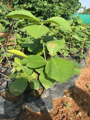 product jpeg 500x500.jpg