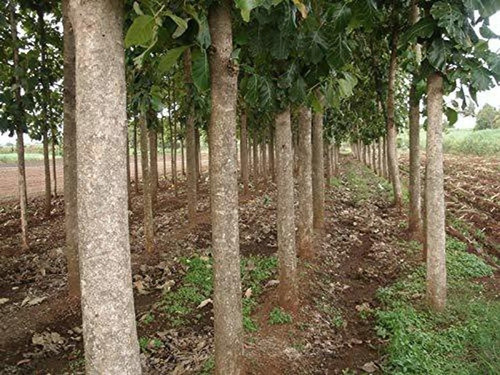 250 sagvan sgvn 199 sgvn 250 v s.jpg