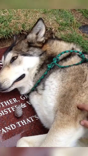 t KhIGTJe7YhsObN.jpg