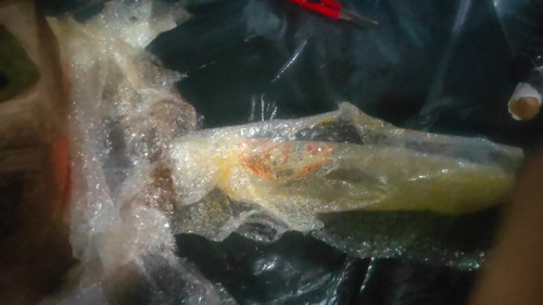 WhatsApp Image 2025 06 20 at 04.27.29.jpg