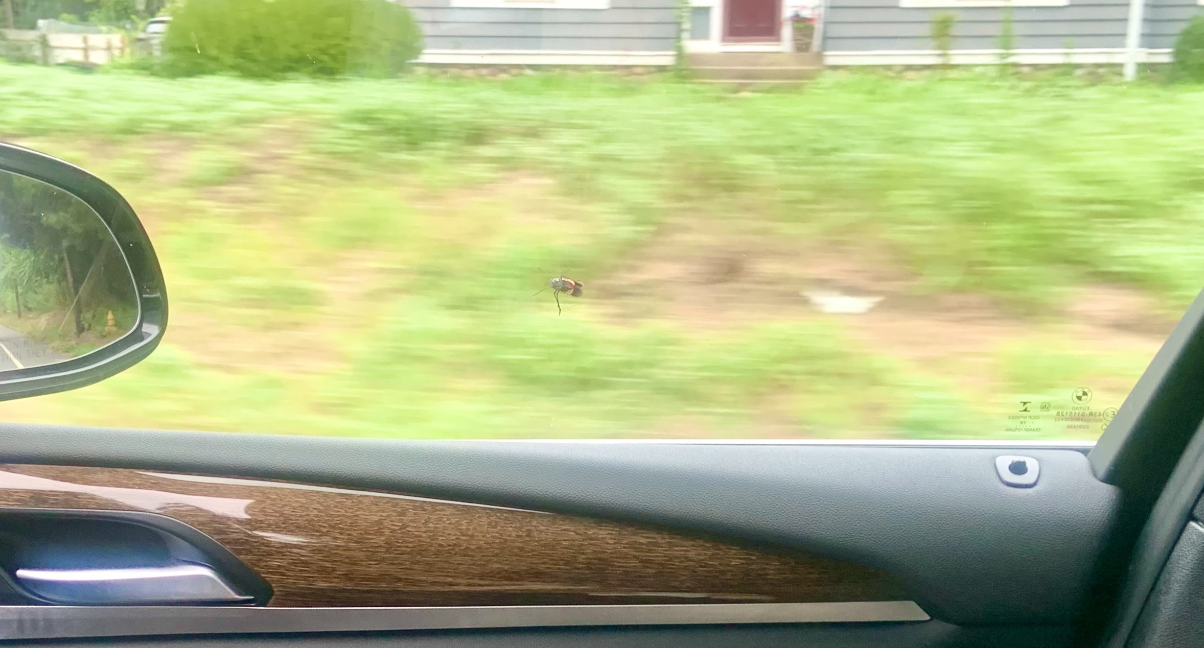 Giant Insect in Connecticut - (CT) - City-Data Forum