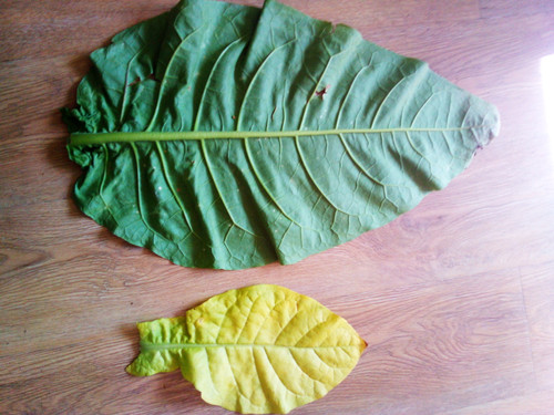 IMG 20250819 150710930.jpg