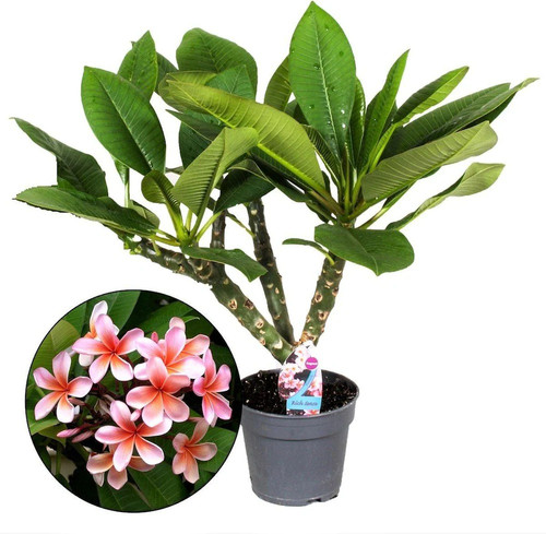 the entacloo plumeria plantkath.jpg