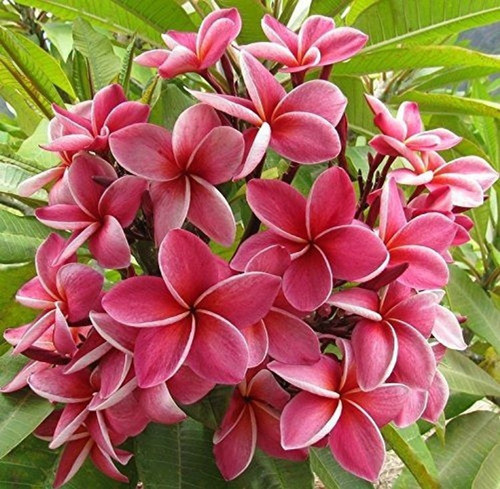 perennial no yes live red champa.jpg