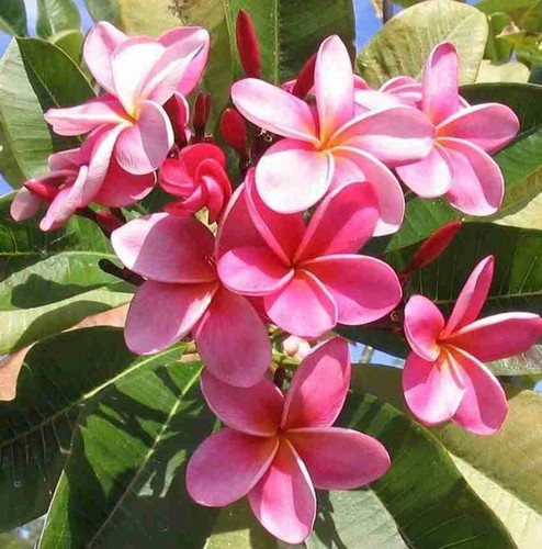 perennial no yes live pink champ (1).jpg