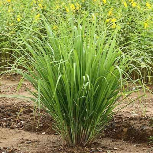 cloud farm hybrid lemon grass pl (1).jpg