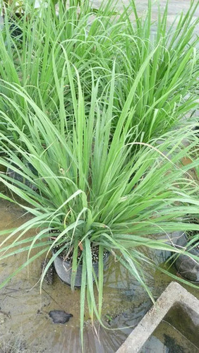 cloud farm hybrid oily lemon gra.jpg