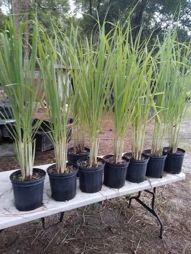 lemon grass plant 500x500.jpg
