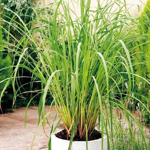 cloud farm hybrid lemon grass pl.jpg