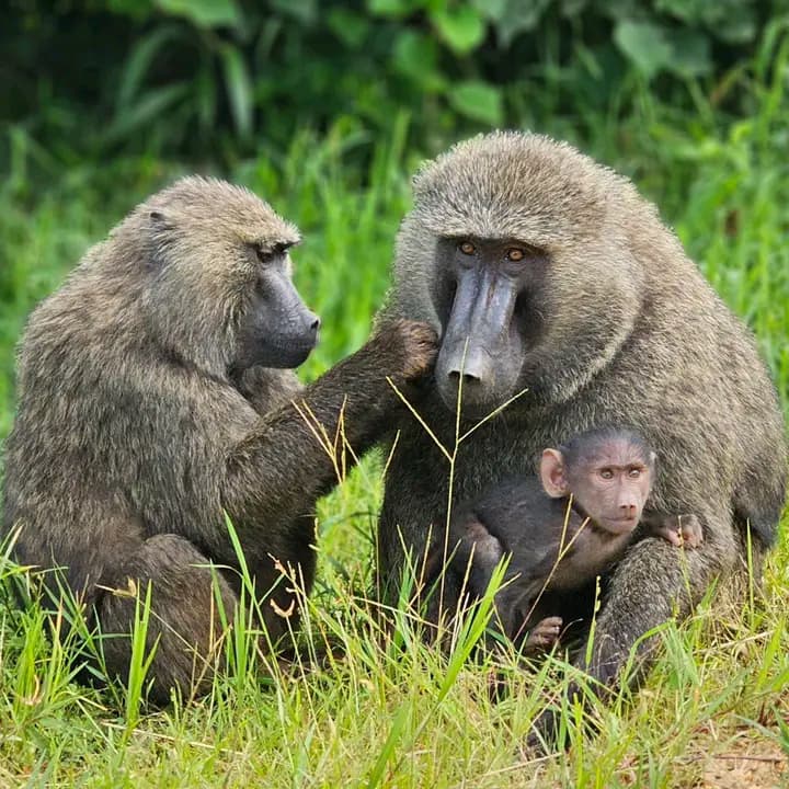 Kibale Chimpanzee Tracking