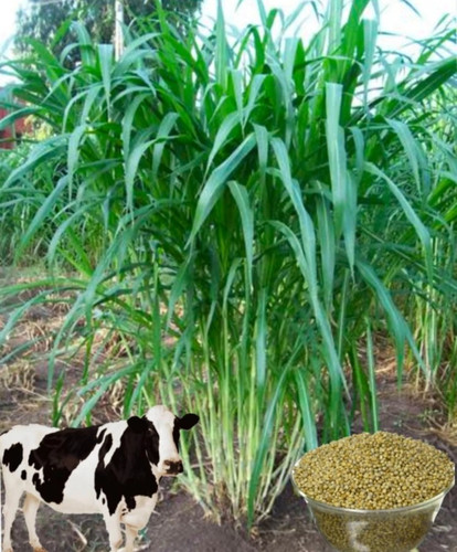 1 bajra hybid 002 bhowmick origi.jpg