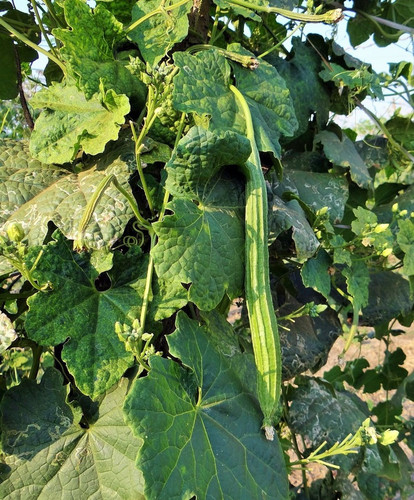 50 ridge gourd seeds coopany ori.jpg