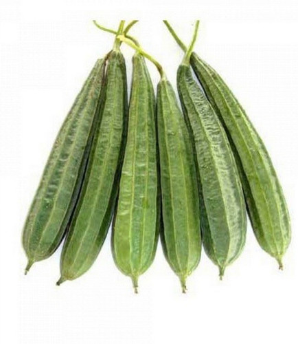 50 ridge gourd seed turiya globl.jpg