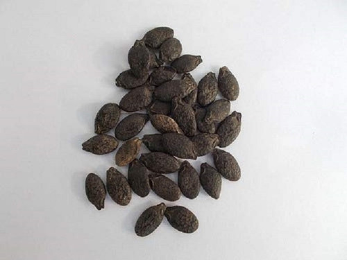 1250 fresh healthy hybrid ridge.jpg