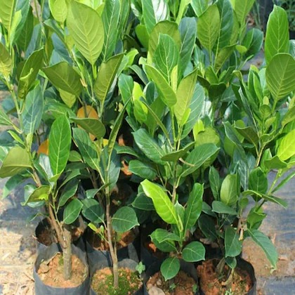 alltime jackfruit live plant pro (1).jpg