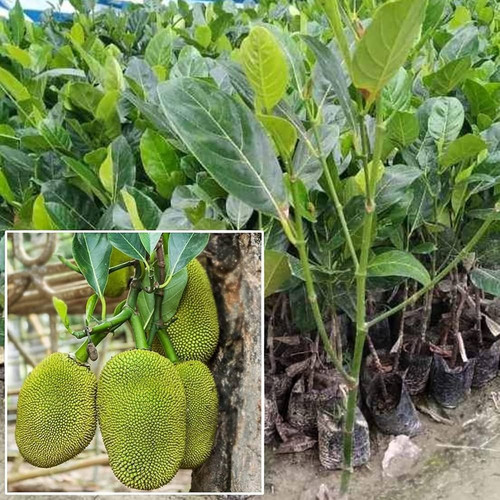 81JPuu4HRyL. AC UF1000,1000 QL80.jpg