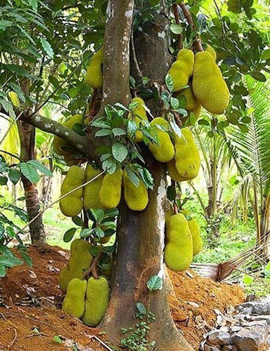 annual no yes royal jackfruit pl.jpg