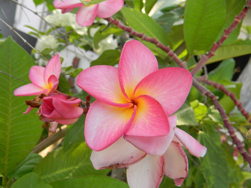 perennial no yes live pink champ.jpg