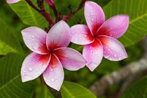baishnab plumeria plantkath chap.jpg