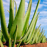 Aloe Vera plantation