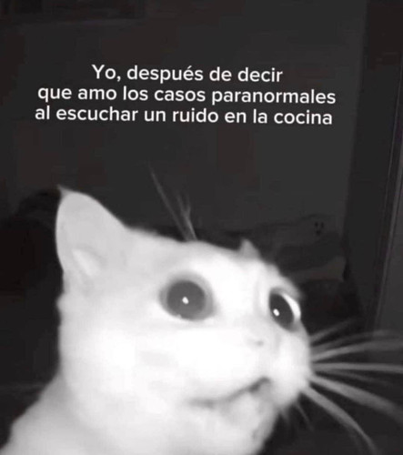 Comentar GATOS (46).jpg