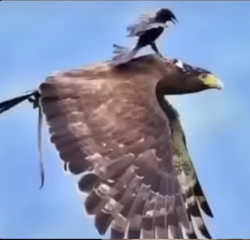 GxyoPWGXgAAb6Qq.jpg