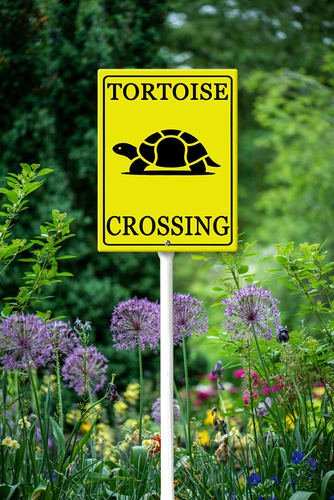 turtle crossing 46.png