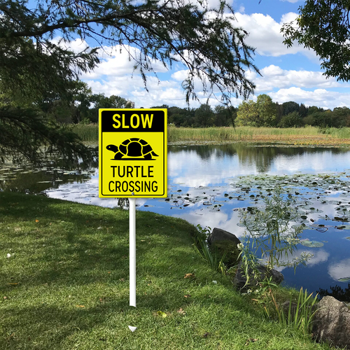 slow turtle crossing 001 51.png