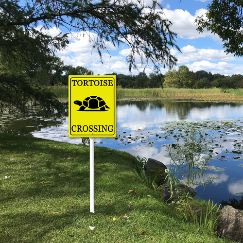 turtle crossing 51.png