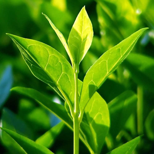 tea plant.jpg