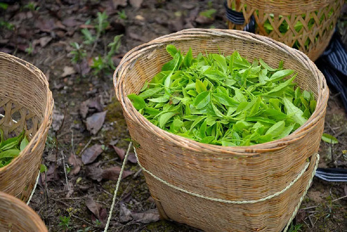 Camellia Sinensis Tea Plants 1.jpg