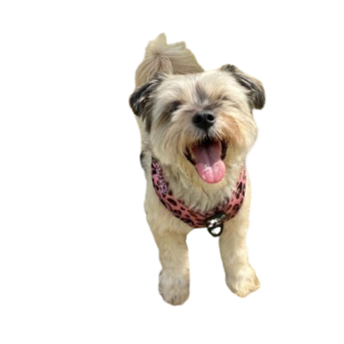 Pekoes Transparent 2.png