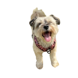Pekoes Transparent 2