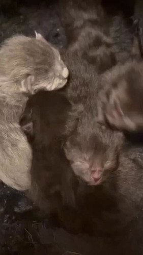 31ZwXjBT97 sWqOV.jpg