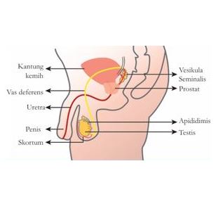 GBR ORGAN REPRODUKSI PRIA.jpg