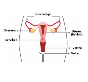 GBR ORGAN REPRODUKSI WANITA.jpg